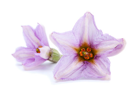 Eggplant vegetable flower closeup isolated on whiteの写真素材