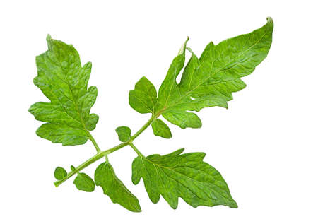 Tomato leaf closeup isolated on whiteの写真素材
