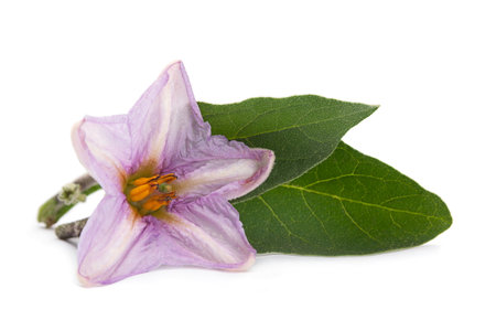 Eggplant flower vegetable closeup isolated on white backgroundの写真素材
