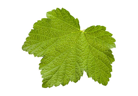 Currant leaf closeup isolated on white background