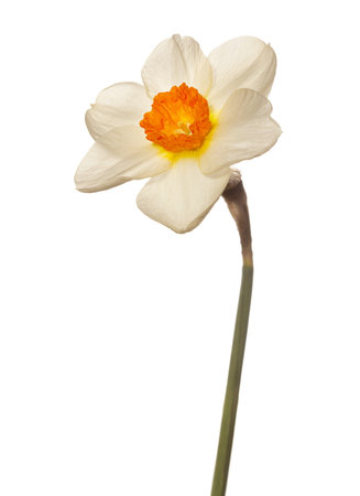 Narcissus flower head isolated on whiteの写真素材