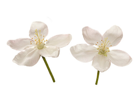 Apple tree blossom flower on white backgroundの写真素材