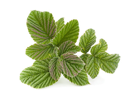 Raspberry leaf closeup isolated on white