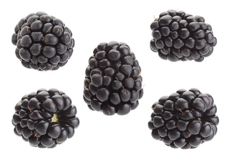 Blackberry fruit set closeup isolated on whiteの写真素材
