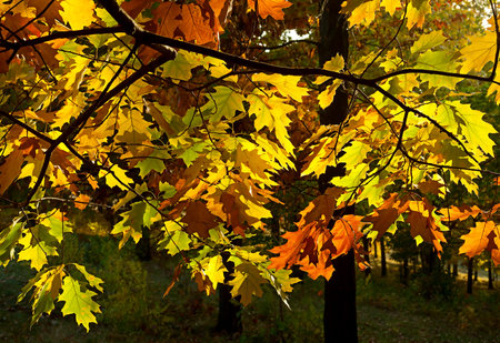 Autumn forest yellow maple leaf