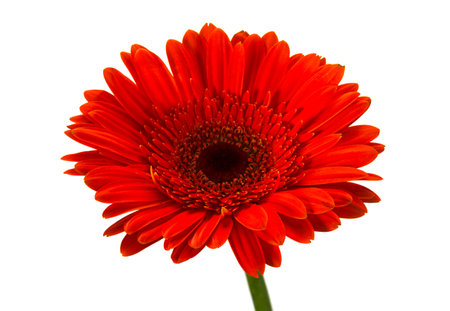 Red gerber flower isolated on white backgroundの写真素材