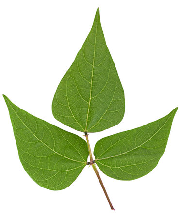 Kidney bean closeup leaf isolated on white background
