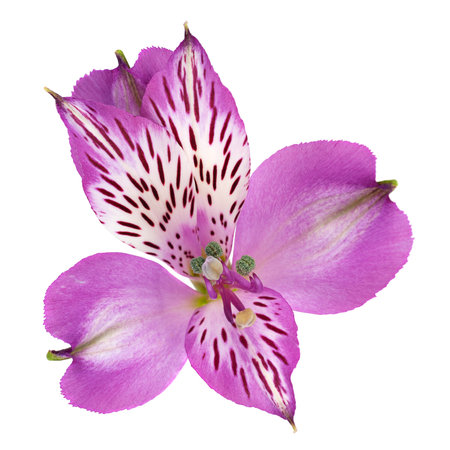 Violet Alstroemeria flower head closeup isolated on white backgroundの写真素材