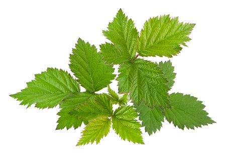 Blackberry young leaf closeup isolated on white