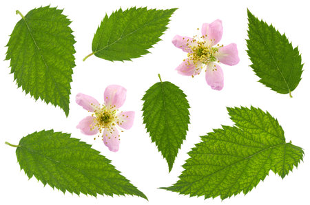 Blossom blackberry fruit bunch isolated on white backgroundの写真素材