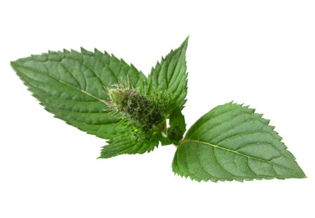 Mint herb closeup isolated on white background