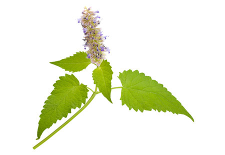Catnip mint herb closeup isolated on white