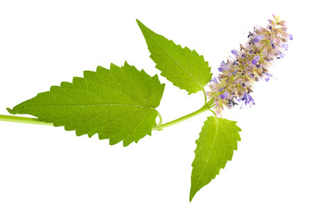 Catnip mint herb closeup isolated on white