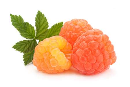 Rose raspberry fruit closeup isolated on white background