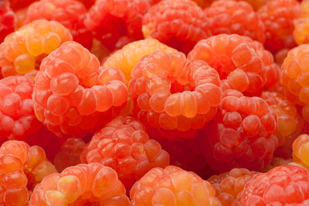 Rose raspberry fruit closeup view backgroundの写真素材