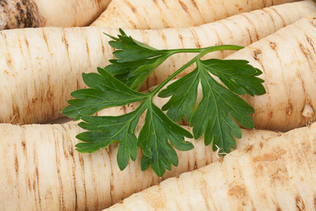 Ripe parsley vegetable root closeup backgroundの写真素材