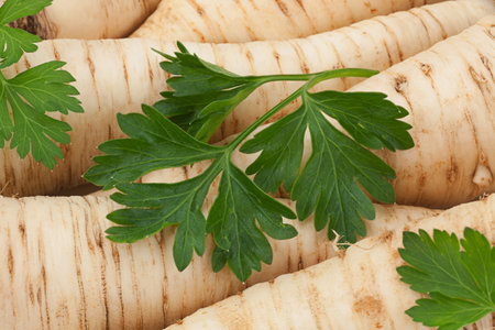 Ripe parsley vegetable root closeup backgroundの写真素材