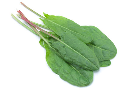 Sorrel vegetable leaf closeup isolated on white