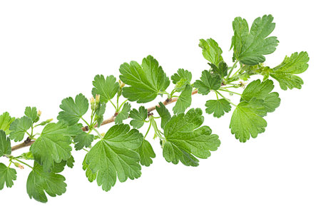 Young gooseberry leaf closeup isolated on whiteの写真素材