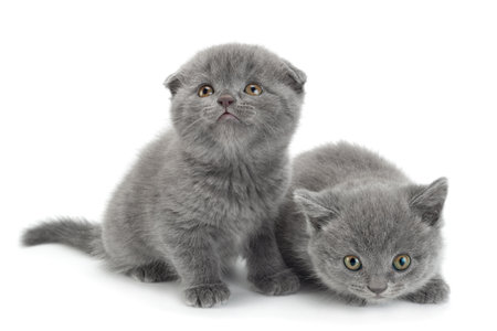 Scottish Fold gray cat isolated on white backgroundの写真素材