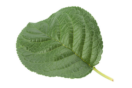 Closup plum leaf isolated on white background