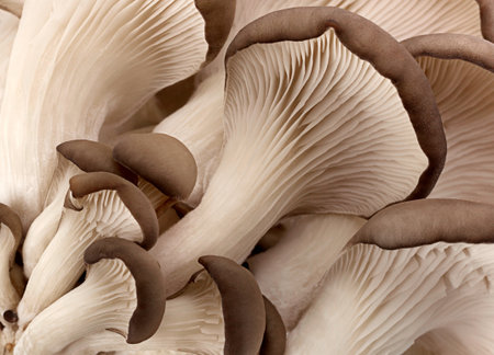 Oyster mushroom closeup detail backgroundの写真素材