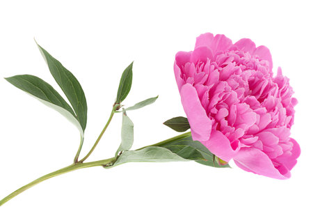 Peony flower blossom head isolated on whiteの写真素材