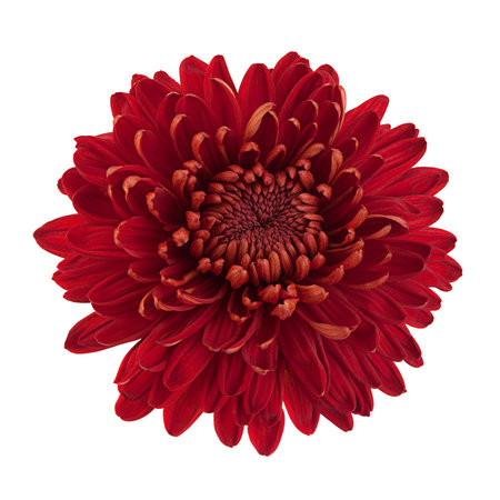 Red chrysanthemum flower closeup isolated on white backgroundの写真素材
