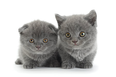 Scottish Fold gray cat isolated on white backgroundの写真素材