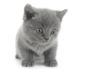 Scottish Fold gray cat isolated on white backgroundの写真素材
