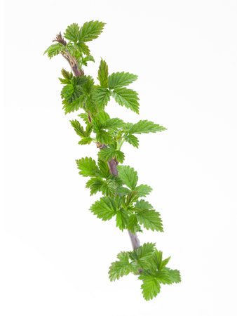 Raspberry fruit branch with leaf isolated on white background