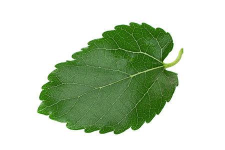 Mulberry leaf closeup isolated on light background