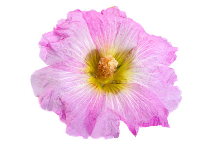 Mallow flower head closeup isolated on white