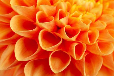 Aster flower head closeup detail horizontal