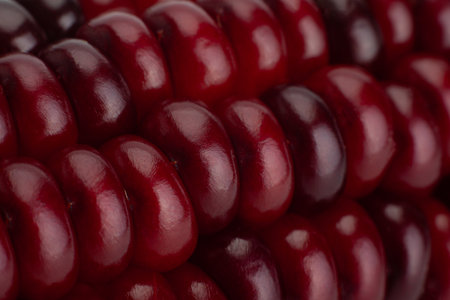 Decorative multi color corn seeds closeup detailの写真素材