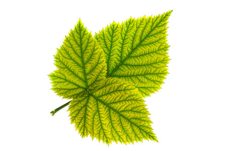 Fruit leaf closeup isolated on white