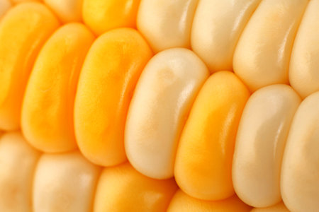 Sweet corn vegetable closeup corn seeds