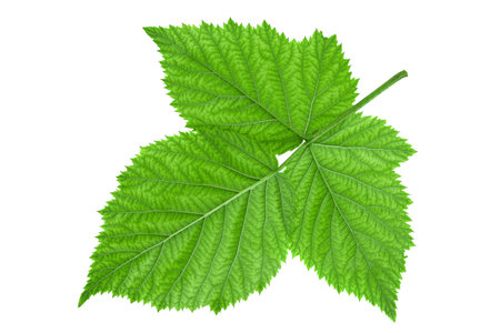 Blackberry fruit leaf closeup isolated on white