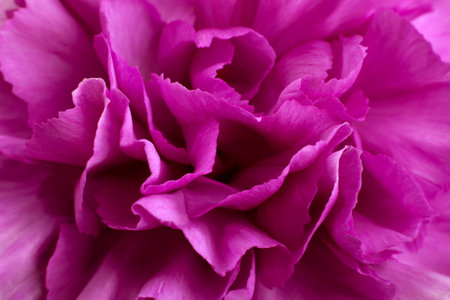 Pink carnation flower head closeup petal detail