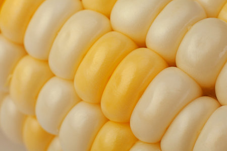 Sweet corn vegetable closeup corn seedsの写真素材