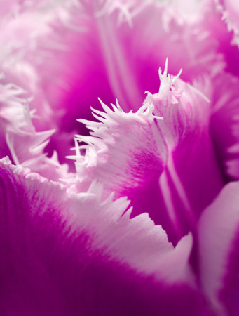 Pink tulip flower closeup detail viewの写真素材