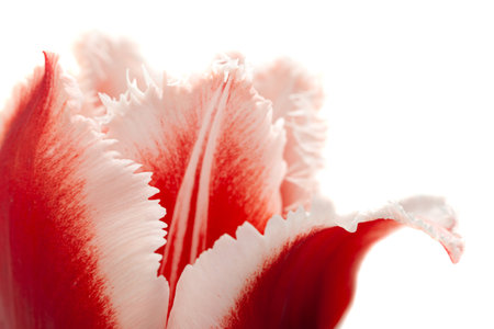 Red tulip flower closeup isolated on whiteの写真素材