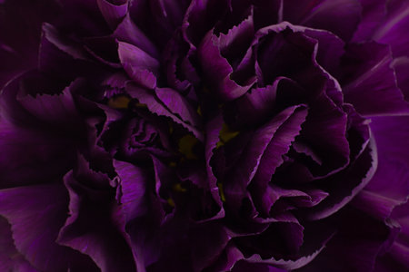 Purple carnation flower head closeup petal detail