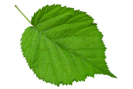 Blackberry leaf closeup isolated on white background