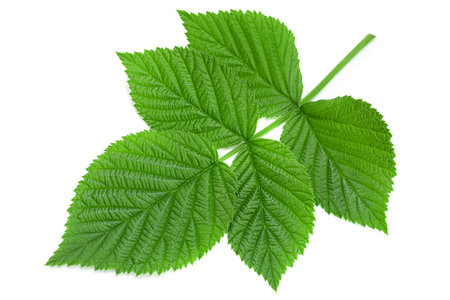 Raspberry leaf closeup isolated on white background