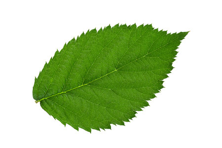 Blackberry leaf closeup isolated on white background