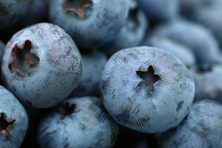 Ripe blueberry berries closeup horizontal backgroundの写真素材