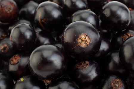 Black currant berries closeup isolated on white backgroundの写真素材