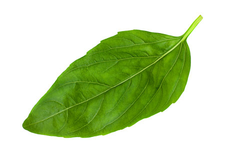 Green basil herb isolated on white backgroundの写真素材