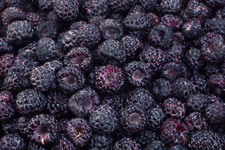 Cumberland fruit Hybrid raspberry and blackberry background
